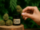 Les fleurs de CBD, un retour aux sources pour une détente en douceur.