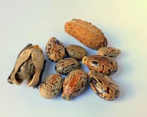 Huile de ricin pour perdre du poids